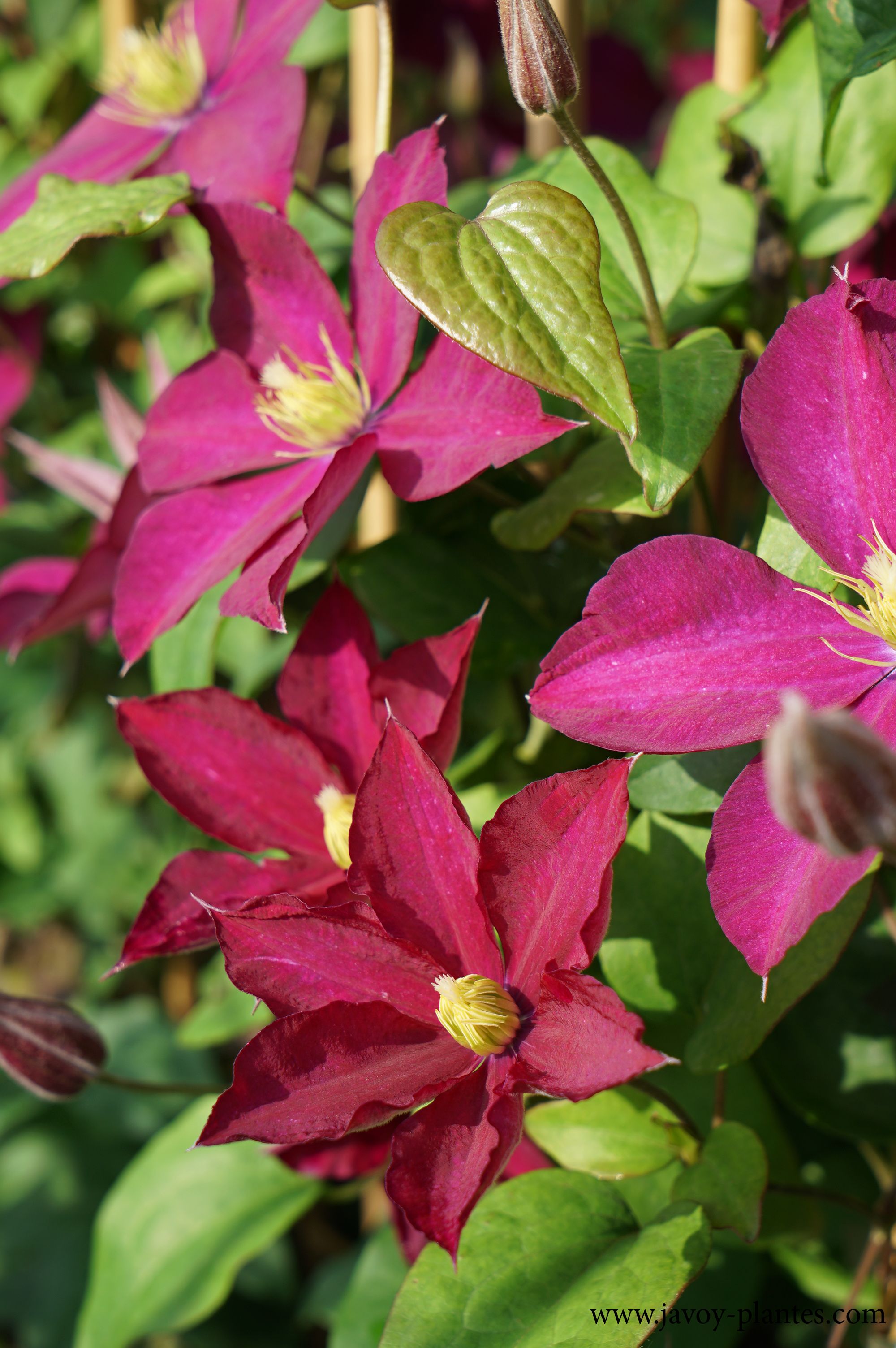Clematis 'Madame Edouard Andre'
